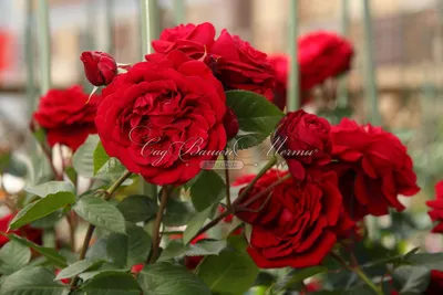Опоры для плетистой розы, какие бывают советы цветовода | РозоЦвет