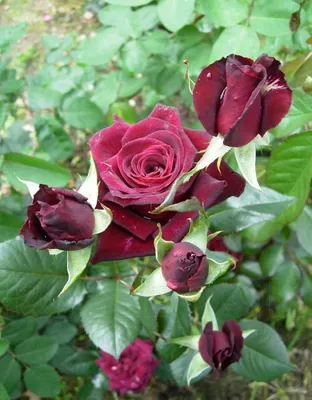 Роза плетистая Симпатия (Sympathy Climbing Rose) Кордес (Kordes) - «Моя  розовая мечта: от одинокого слабого кустика до прекрасного цветущего сада»  | отзывы