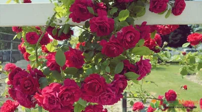 Королева и её фавориты. Как использовать розу в ландшафтном дизайне | Цветы  | Дача | Аргументы и Факты