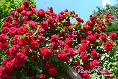 Плетистые розы сорта и фото фотографии