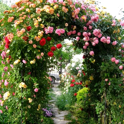 🌹Плетистая роза в ландшафтном дизайне сада🌳 Любые розы по время цветения  красивы и эффектны, но плетистые — втройне😍 Очарование цветущего полога… |  Sidewalk, Flo