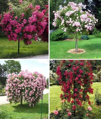 Плетистые розы в моём саду | Екатерина Ко и Цветущий САД | Дзен