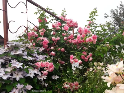 Обрезка плетистой розы Flammentanz » Саженцы роз Гармония Сада купить в  подмосковном питомнике.