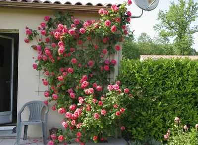 Як доглядати садові троянди