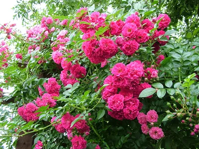 Роза плетистая Сантана (Santana) купить выгодно ✵ Сады-Эдема.рф – интернет  магазин растений для сада