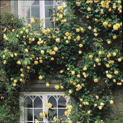 Плетистые розы — отличное украшение для фасада дома👍 | Rose garden  landscape, Rose garden design, Beautiful flowers garden