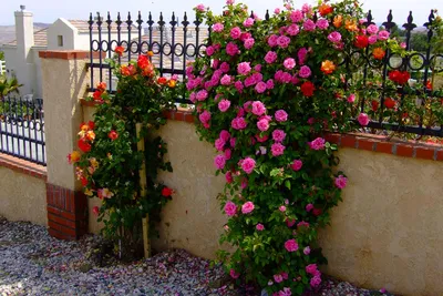 Купить Саженцы плетистых роз в Крыму почтой ᐉ Цены на Саженцы плетистых роз  – Питомник Королева сада