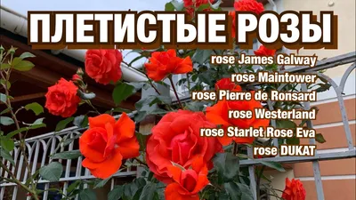 🌹Плетистые розы: ТОП продаж🔥 Все... - Беккер Казахстан | Facebook