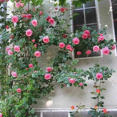 Плетистые розы в саду фото фотографии