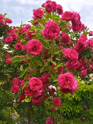 Роза плетистая Лавиния • Новый Сорт купить саженцы плодовых деревьев, Крым