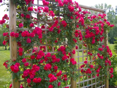Роза плетистая Фламментанц (Climber rose Flammentanz) Кордес (Kordes) -  «Самая популярная плетистая роза, которая наверняка есть у многих в саду. »  | отзывы