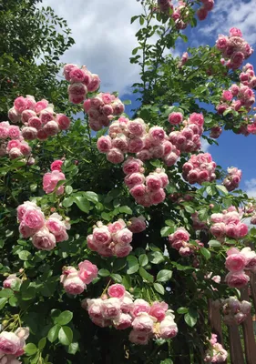 Купить Роза плетистая-клаймбер Симпатия — от НПО Сады Росcии с доставкой