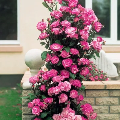 Купить саженцы Роза плетистая Билет Доукс с доставкой! | Florali-Flor