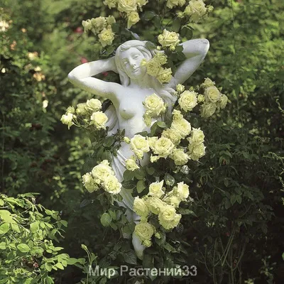 Роза плетистая крупноцветковая (клаймбер) Симпатия 30л, цена в  Санкт-Петербурге от компании Вилла-планта (садовый центр и питомник  растений, ландшафтное бюро)