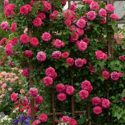 Плетистая роза «Фламентанц» Rose «Flammentanz» — Саженцы в Орле