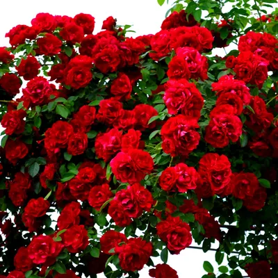 Плетущаяся роза 🌹 | Розы, Цветы