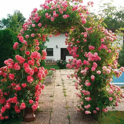 Роза плетистая Rose Garden купить саженцы почтой из питомника «АГРОФОНД»