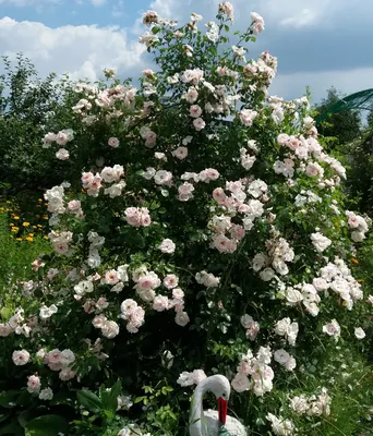 Роза плетистая Флорентина (Rosa climbing Florentina) 6л, цена в  Санкт-Петербурге от компании Вилла-планта (садовый центр и питомник  растений, ландшафтное бюро)