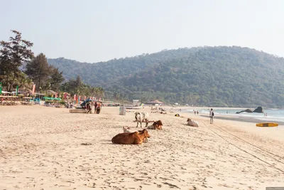 Tourists Enjoying and Relaxing at Agonda Beach Goa/ India Editorial  Photography - Image of delhi, bangalore: 111945382