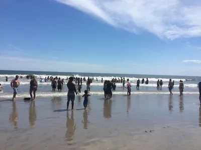 Акула напала на купавшуюся женщину на пляже в Нью-Йорке — РБК
