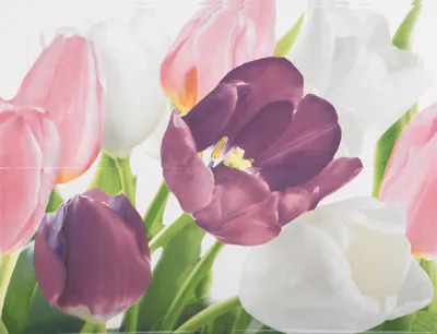 ᐉ Купить Плитка облицовочная глазурованная Tulip 1 PN тюльпаны 200*500 1г.  (16677) 1,7 в Украине - Виста