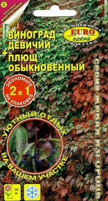 Плющ обыкновенный - Botanic Craft | Цветы и растения в Хабаровске