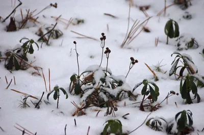 Плющ для живой изгороди зимой в интерьере (38 фото) - красивые картинки и  HD фото