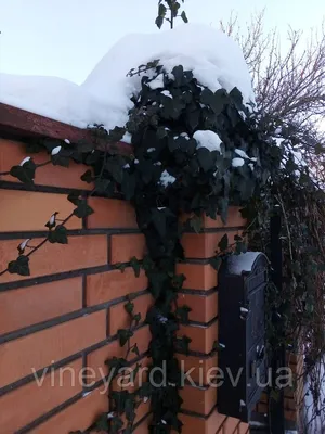 Садовый низкорослый можжевельник зимой Stock-Foto | Adobe Stock