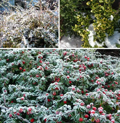 Сухоцветы Растения Снег - Бесплатное фото на Pixabay - Pixabay