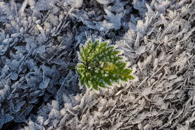 Посадка, уход и хранение растений зимой - Блог питомника 'Зелені Янголи'
