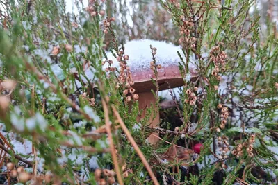 В окрестностях Усинска растёт необычайное красивое растение яндекс