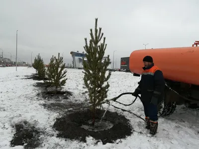 Многолетники для балкона: 10 растений, которые способны перезимовать в  горшках | Дизайн участка (Огород.ru)