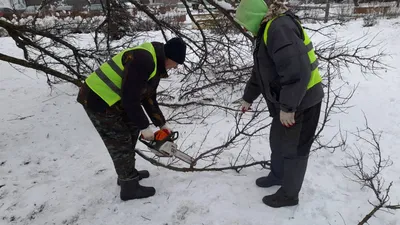 Чем лучше укрыть виноград на зиму