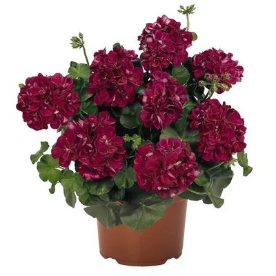 Пеларгония плющелистная Toscana Big5 Amethyst - Пеларгония - GardenPlants