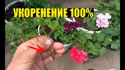 Зональная и плющелистная пеларгония (герань) купить