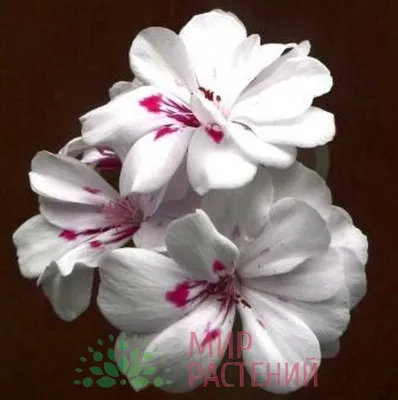 Плющелистная пеларгония Atlantic Red Velvet | Комнатные цветы, Красивые  цветы, Цветок