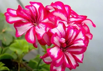 Пеларгония плющелистная (Герань) Мунфлаир Дарк Пинк (Moonflair Dark Pink) —  черенок — Рассада цветов и овощей.