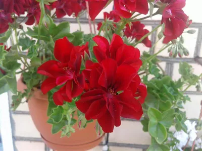 Комнатное растение \"Пеларгония плющелистная на решетке\" купить по низкой  цене в интернет-магазине kashpo.store