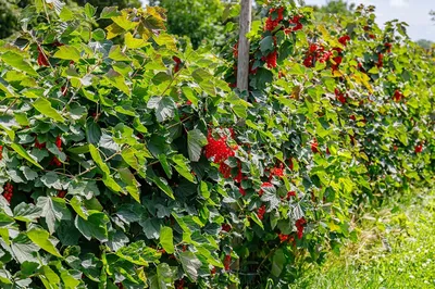 Как дачникам подготовить плодовые деревья и кустарники к зиме | Вслух.ru