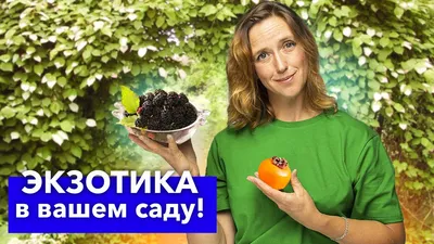 Когда лучше посадить плодовые деревья и ягодные кустарники? Лунный  календарь на 16–30 сентября - Минск-новости