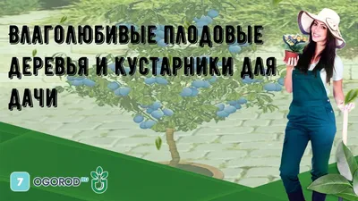 Сажать ли плодовые деревья в городе?