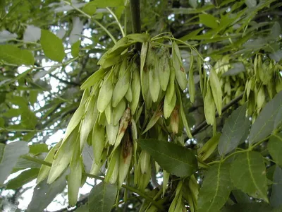 Ясень саженцы в Алматы питомник растений PLANTS лиственные деревья в  Казахстане