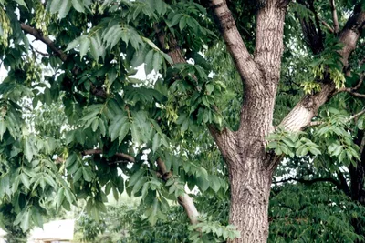 Ясень маньчжурский Fráxinus mandshurica Rupr.