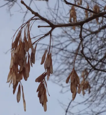 Плоды Fraxinus Ornus Манна Ясень стоковое фото ©gsafarek 480932094