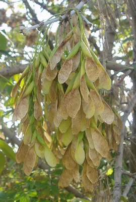 Ясень обыкновенный (Fráxinus excélsior) С30, 350-400 см, цена в  Санкт-Петербурге от компании Вилла-планта (садовый центр и питомник  растений, ландшафтное бюро)