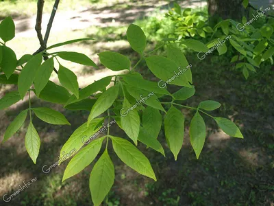 Ясень обыкновенный 'Aypea' – купить в питомнике Chelsea Garden