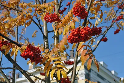 Ясень обыкновенный 'Aypea' – купить в питомнике Chelsea Garden