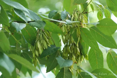 Ясень обыкновенный (Fraxinus excelsior) | Ракита. Питомник растений