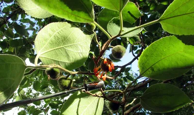 Ясень обыкновенный (Fráxinus excélsior) Ком, 350-400 цена 9500 ₽/ед, купить  в Санкт-Петербурге от компании Вилла-Планта, питомник растений — СтройПрайс