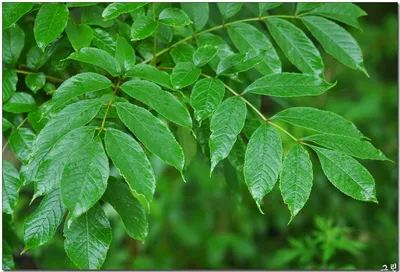 Ясень обыкновенный (Fraxinus excelsior): купить саженцы в Екатеринбурге в  питомнике по цене 16500.00 Р